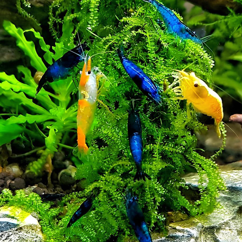 Blue Dream Velvet Neocaridina Shrimp