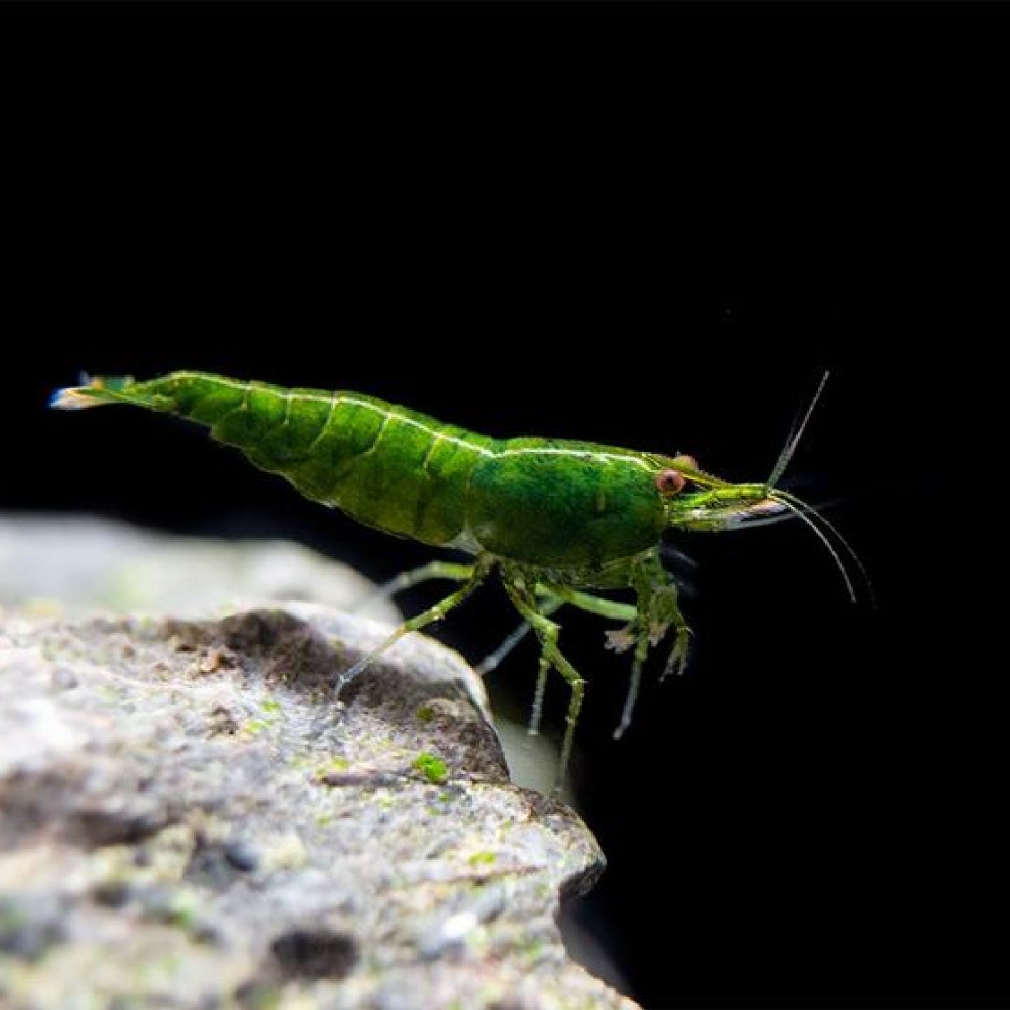 Green Jade Neocaridina Shrimp