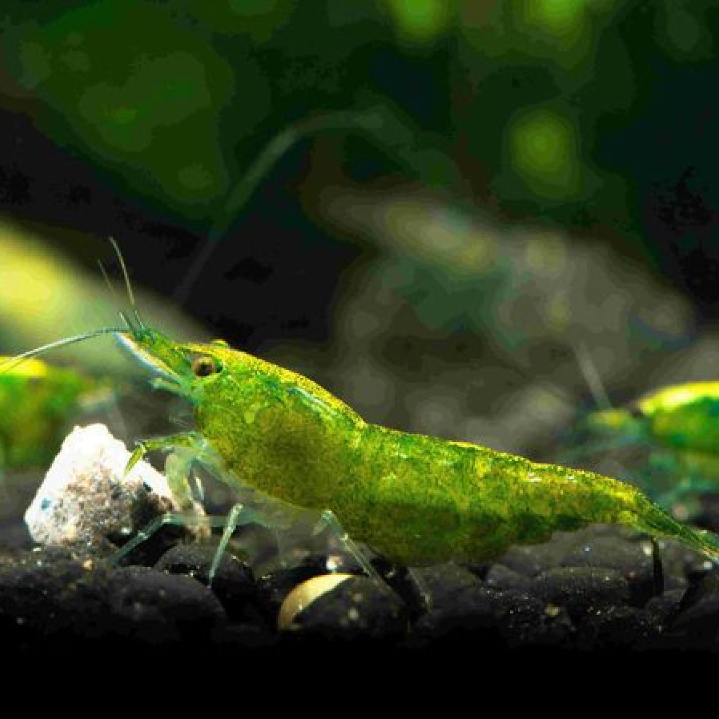 Green Jade Neocaridina Shrimp