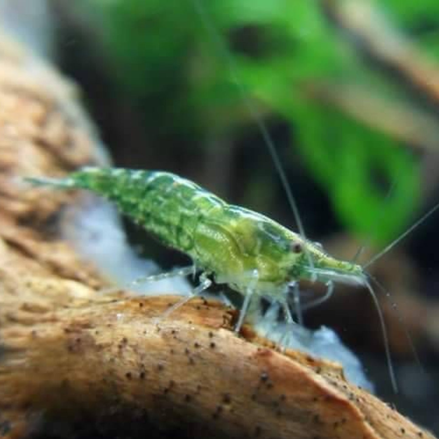Green Jade Neocaridina Shrimp