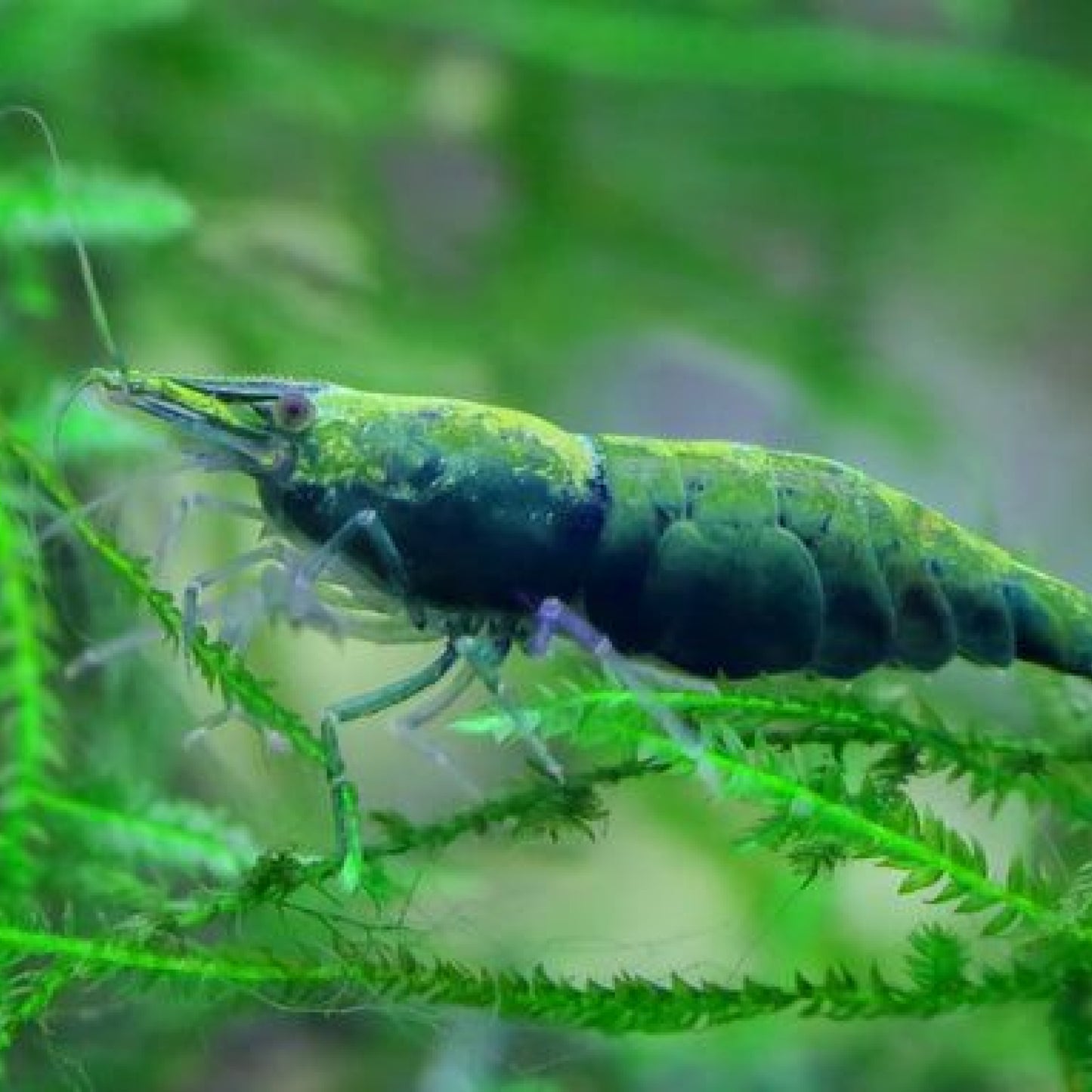 Green Jade Neocaridina Shrimp