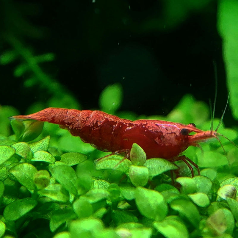 Fire Red Neocaridina Shrimps