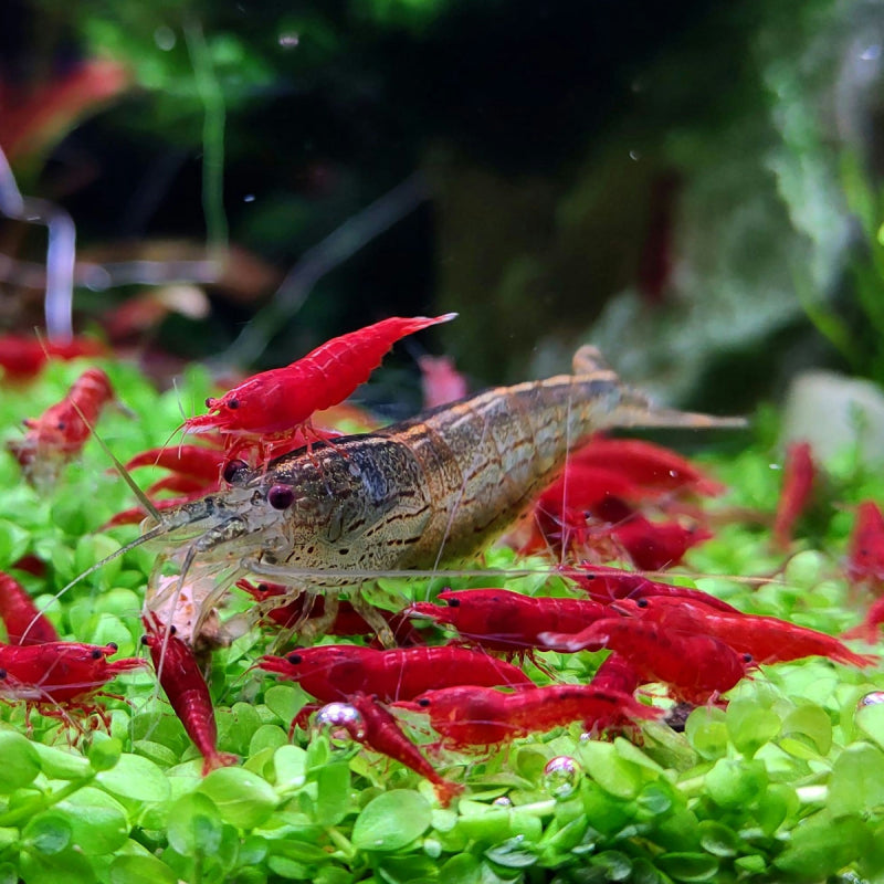 Fire Red Neocaridina Shrimps