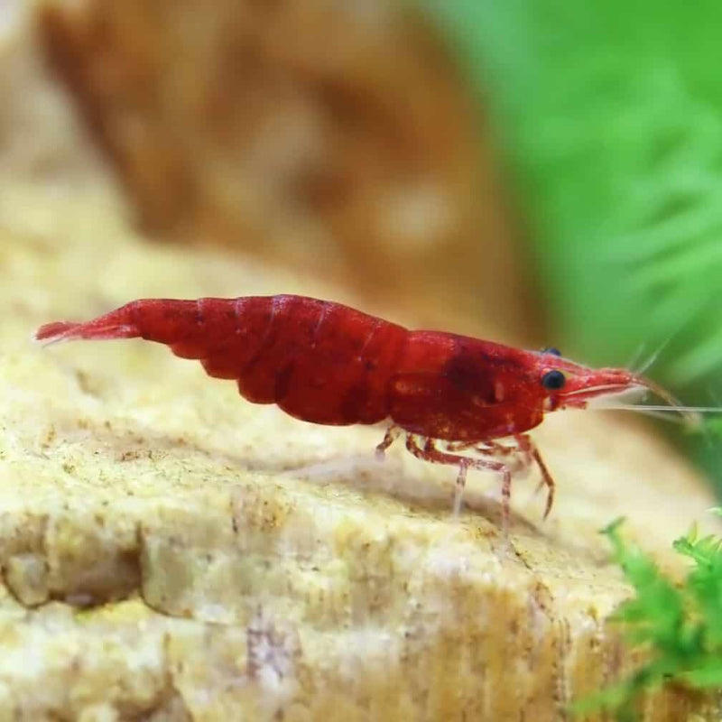Fire Red Neocaridina Shrimps