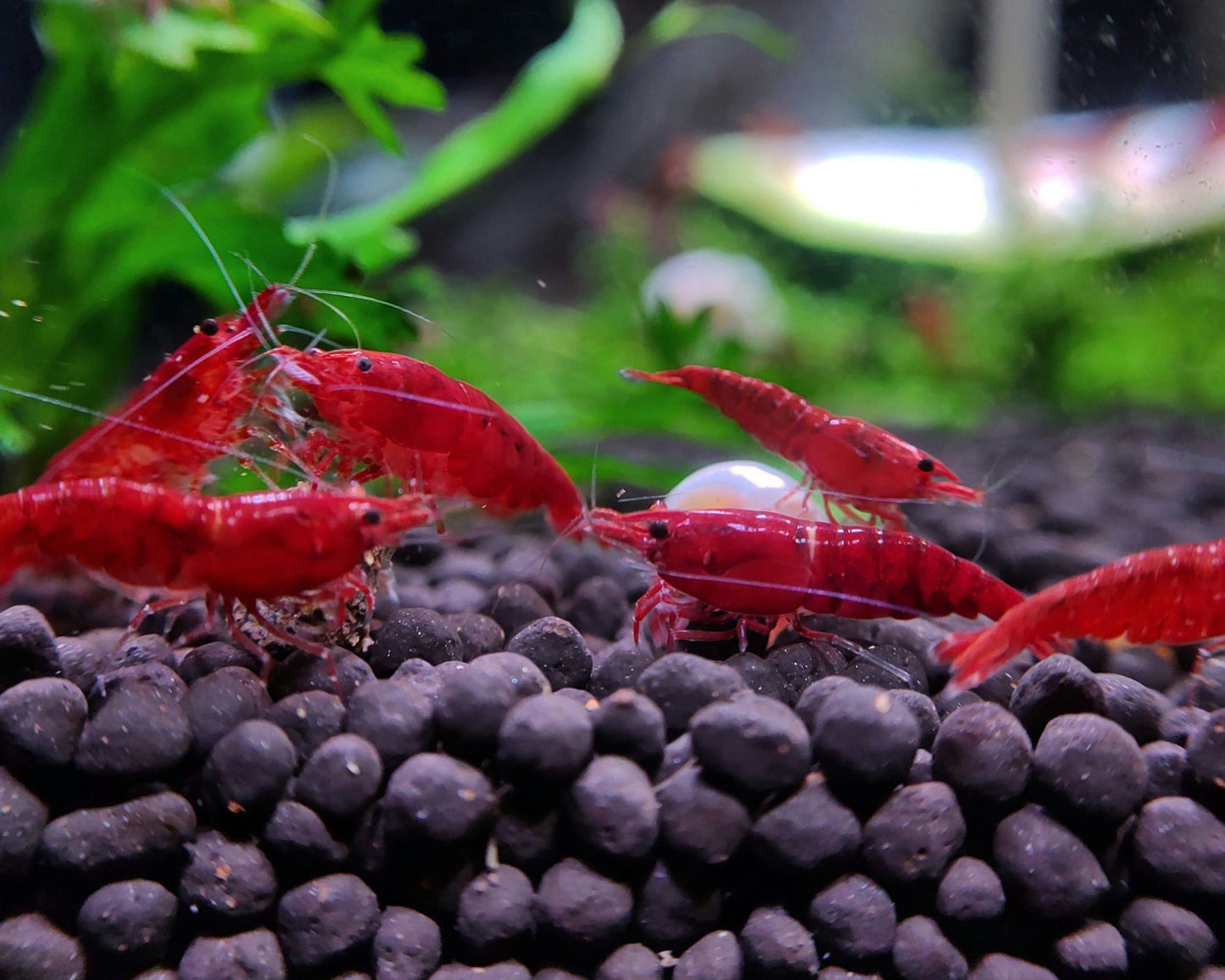 Fire Red Neocaridina Shrimps