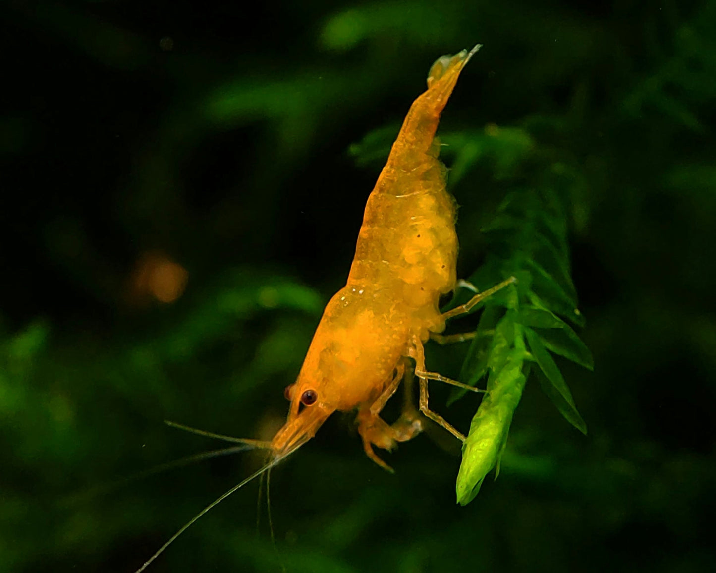 Yellow Golden Neocaridina Shrimp