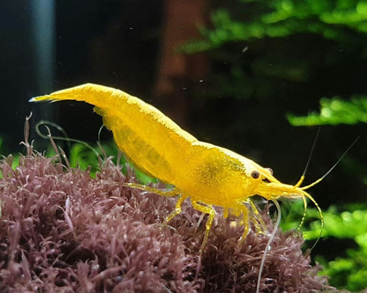 Yellow Golden Shrimp