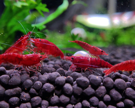 Fire Red Generic Shrimps