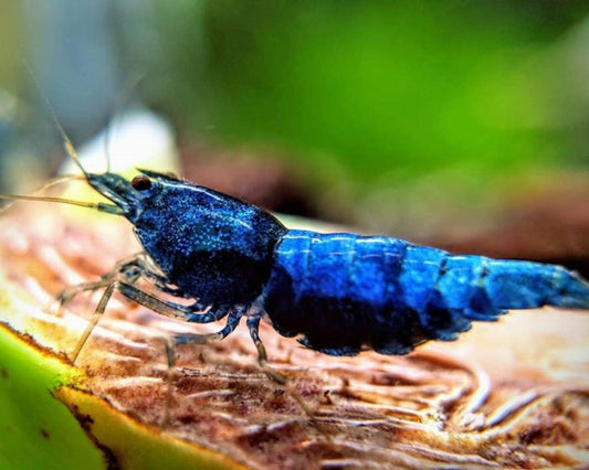 Blue Dream Velvet Shrimp